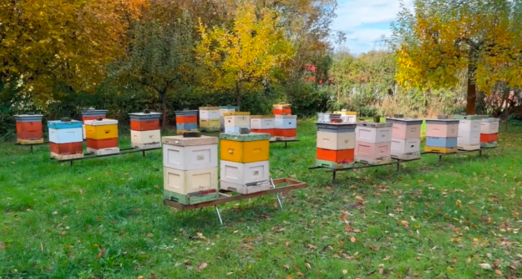 Na zdjęciu kolorowe ule pszczelie rozmieszczone na zielonej łące z drzewami w tle na terenie pasieki Wielkopolskiego Ośrodka Doradztwa Rolniczego, gdzie prowadzone są badania nad zwalczaniem warrozy w ramach projektu innowacyjnych metod nadzorczych.